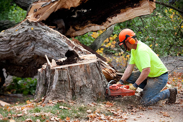 Best Tree Maintenance Programs  in Port Neches, TX