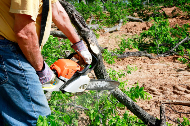 Reliable Port Neches, TX Tree Services Solutions